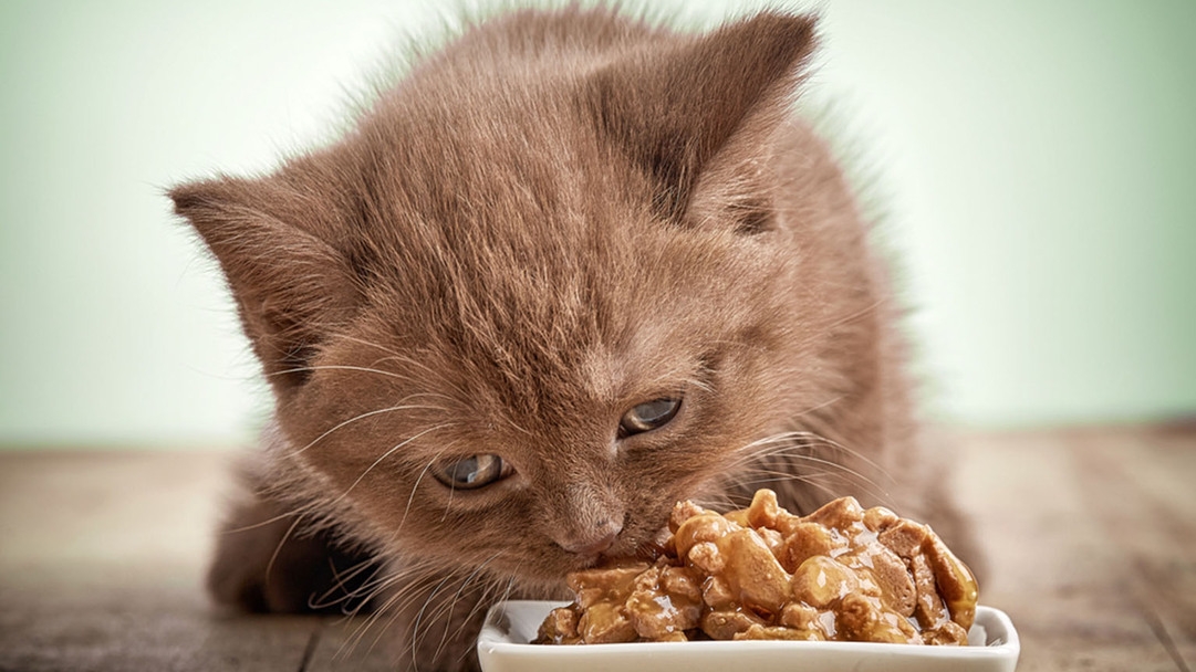 La alimentacion de los gatitos