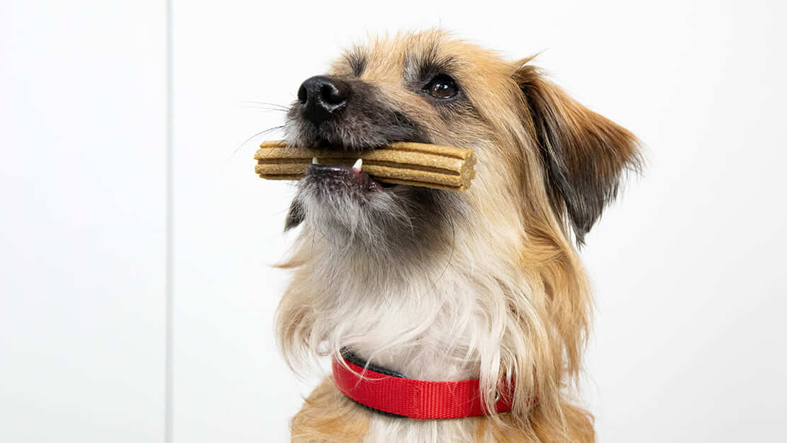 Página de listado de snacks dentales comida para perro