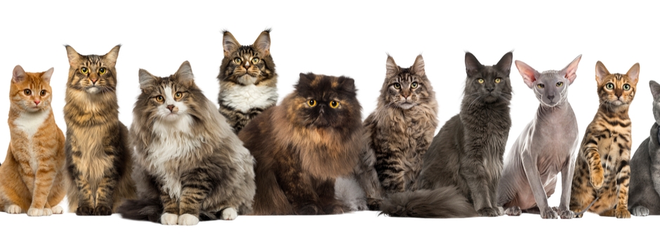 What Cat Breed Are You?