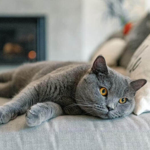 Gato británico de pelo corto echando una siesta en el sofá