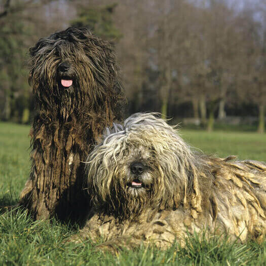 Dos perros Bergamasco en el campo
