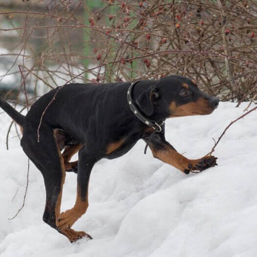 German Pinscher playing in the snow