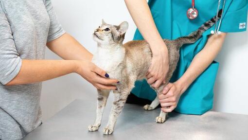 Gato está siendo examinado en el veterinario