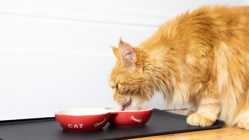 Gato esponjoso atigrado comiendo de un tazón