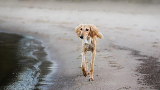 Perro Saluki corriendo en la playa
