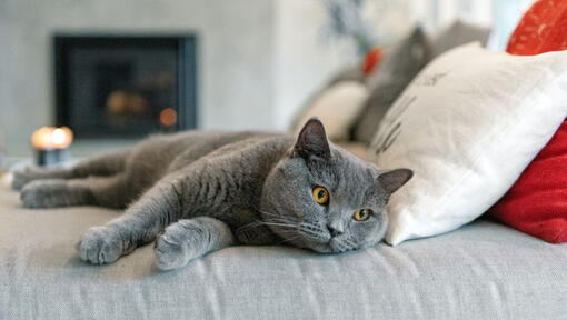 Gato británico de pelo corto durmiendo en el sofá