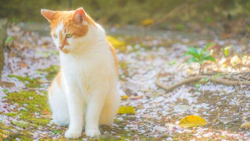 Raza de gato Bobtail Japonés de Pelo Largo caminando en el parque