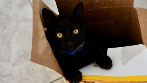 Gato Bobtail Japonés de Pelo Corto acostado en una caja de cartón