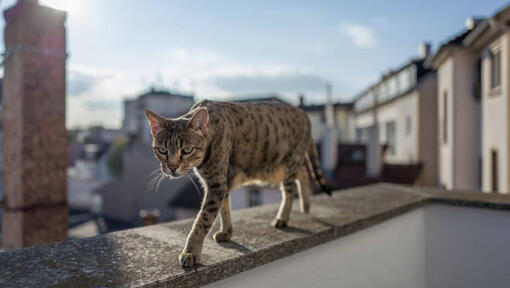 Gato Savannah caminando en el balcón