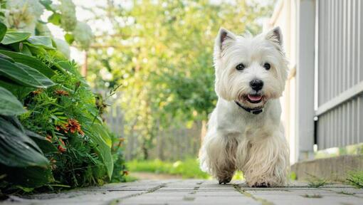 West Highland White Terrier caminando en el patio
