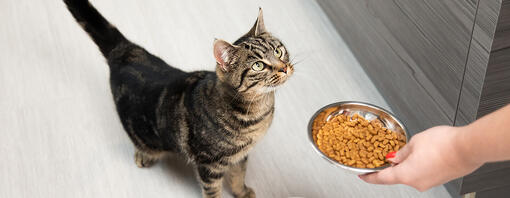 Guía alimentación húmeda para gatos 
