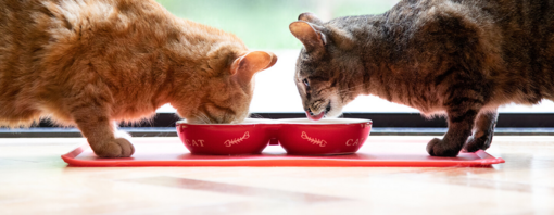 dos gatos comiendo