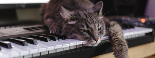 ¿A los gatos les gusta la música?