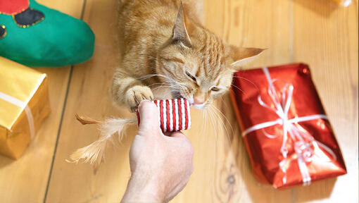 gato y regalos de navidad