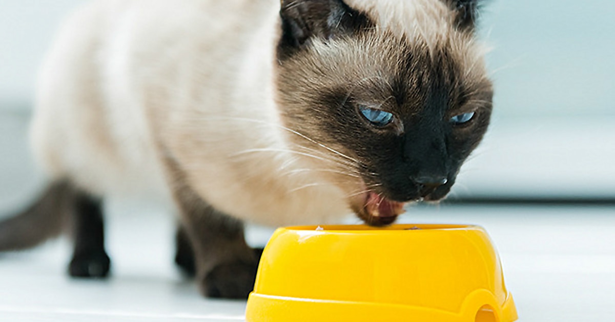 Gato comiendo en su comedero