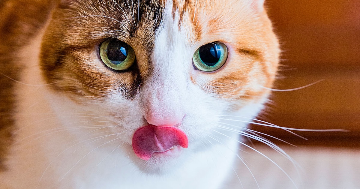 Gato sacando la lengua