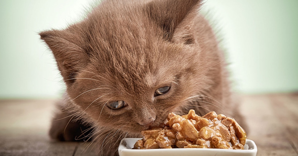 Gatito comiendo comida