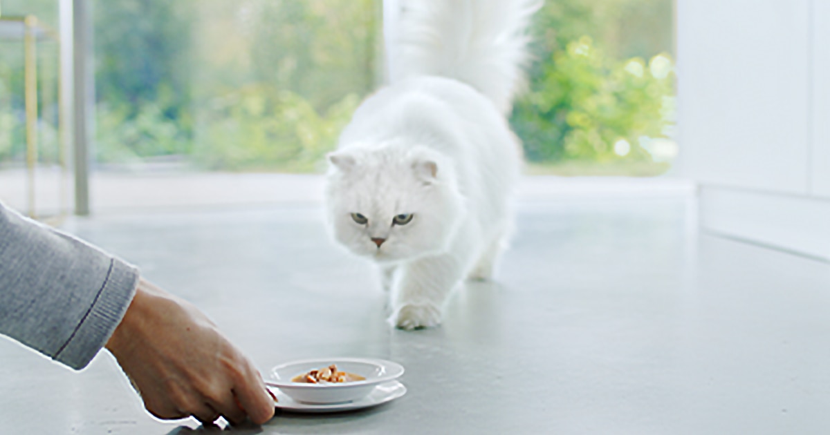 Persona dando de comer a un gato