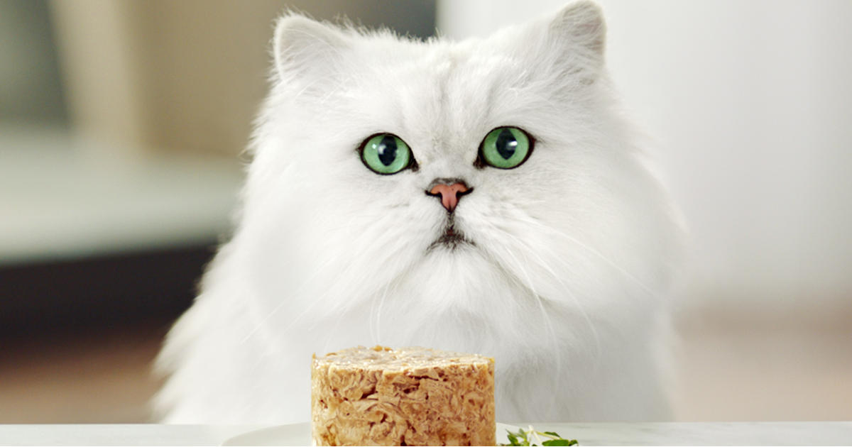 Gato comiendo en su comedero