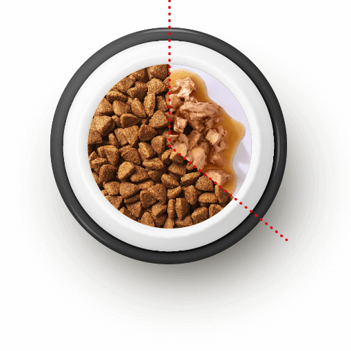 Plato de comida para gatos