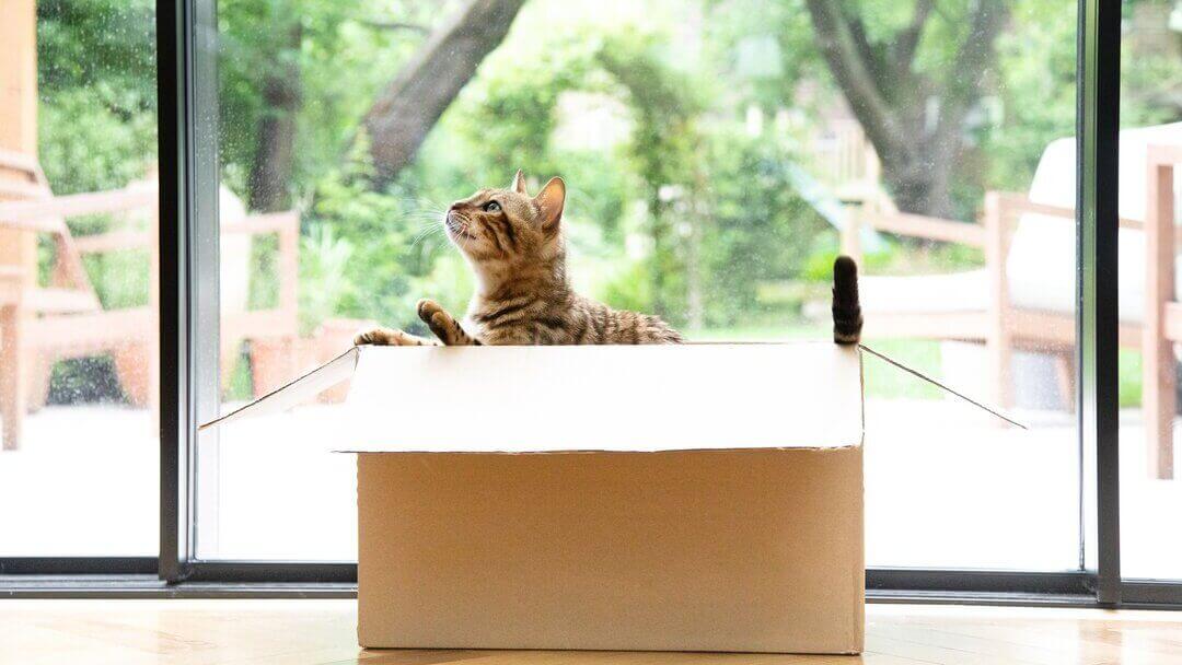 Desvelado: ¿Por qué a los gatos les gustan tanto las cajas?