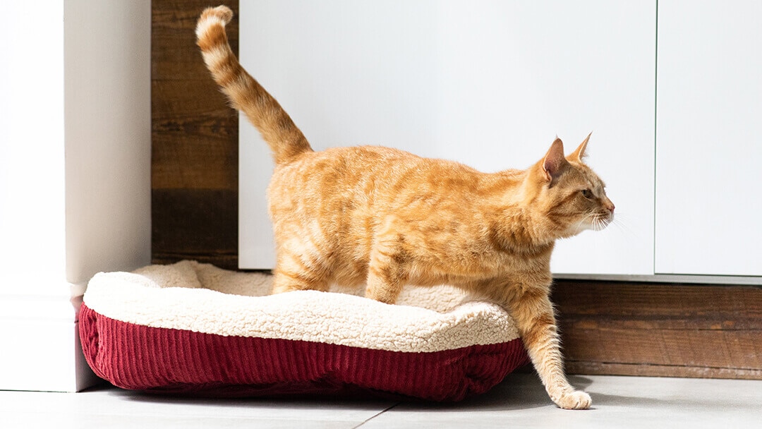 Revelado: ¿Por qué los gatos mueven la cola?
