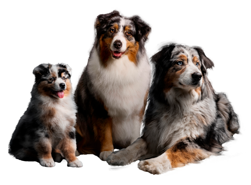 Perros Club Pro Plan