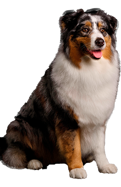Perros Club Pro Plan
