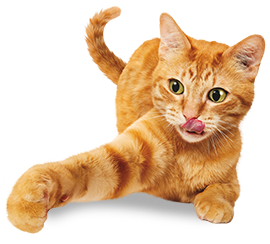Tengo gato(s)