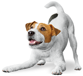 Tengo perro(s)