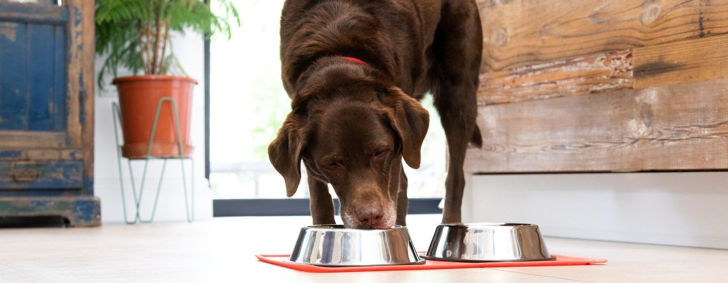 Labrador color chocolate comiendo de un plato de comida