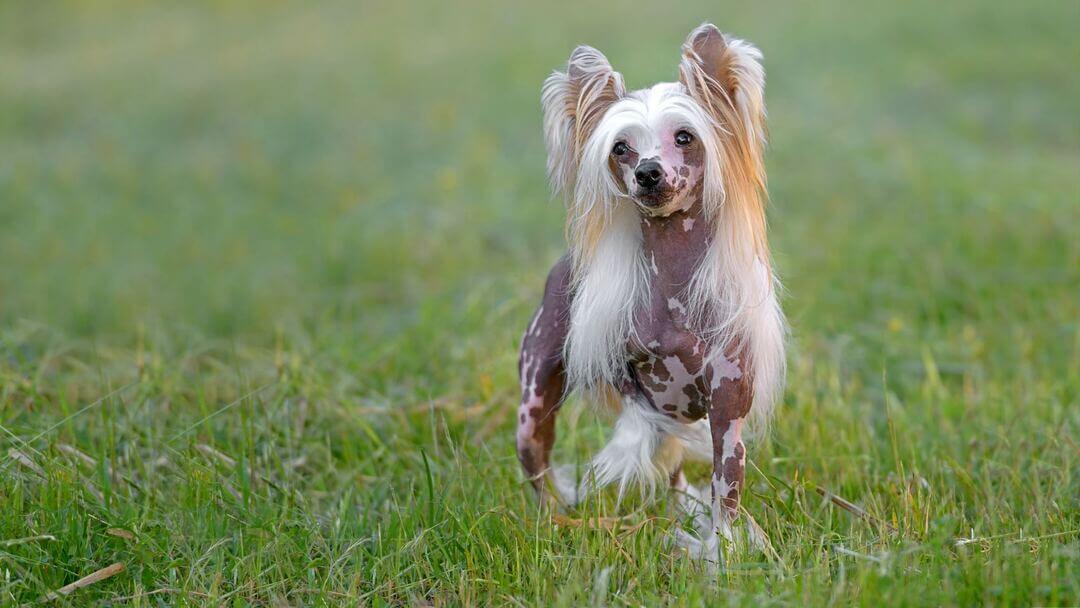Perro Crestado Chino blanco y marrón corriendo a través de la hierba