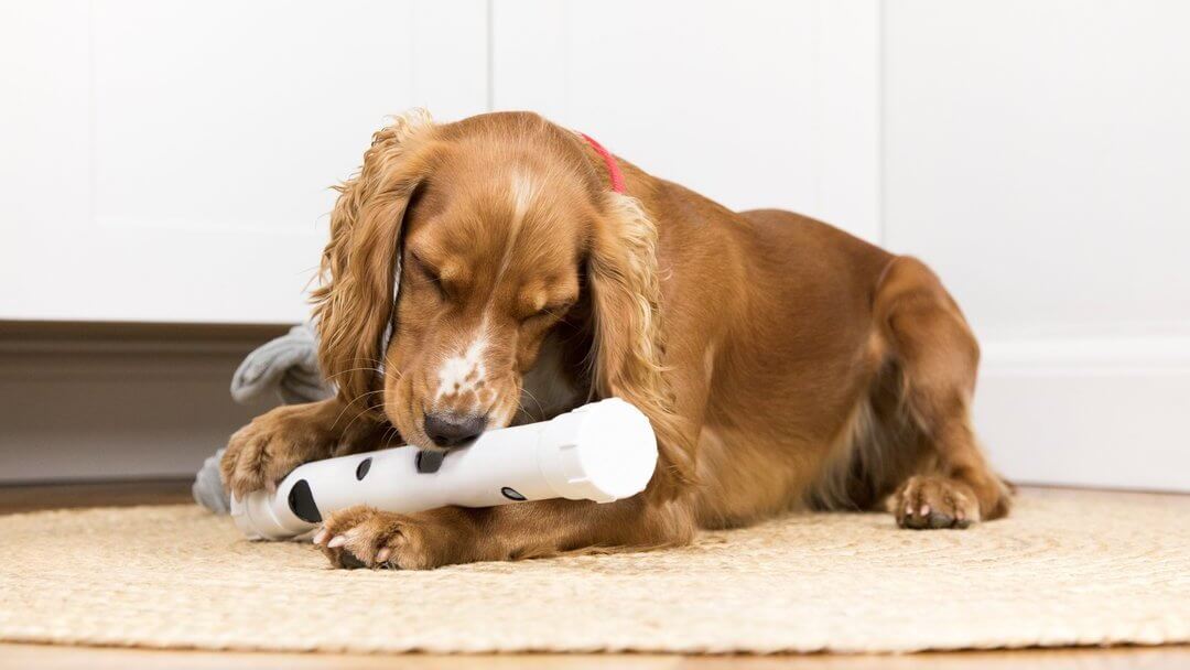 Perro Spaniel marrón jugando con juguetes