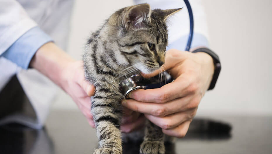 imagen de un gato y veterinario