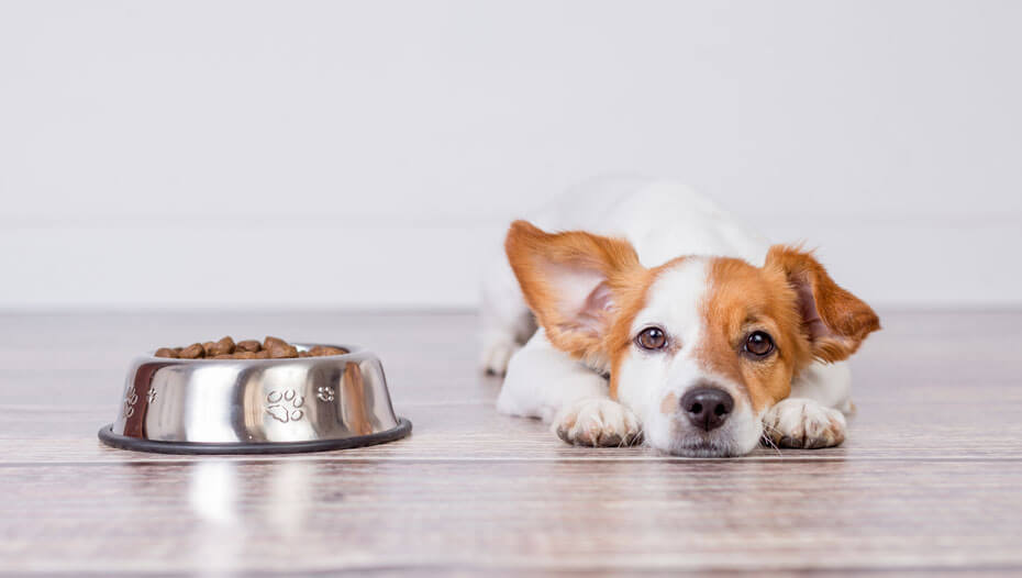 Jack Russell tumbado delante de un bol de comida