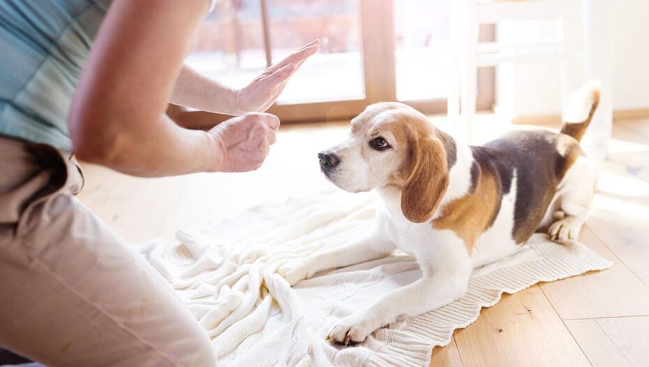 Raza de perro Beagle entrenado con una golosina