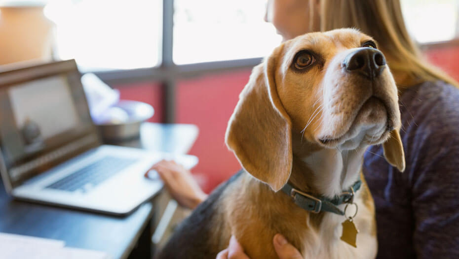 Mujer trabajando con un ordenador portátil y su Beagle