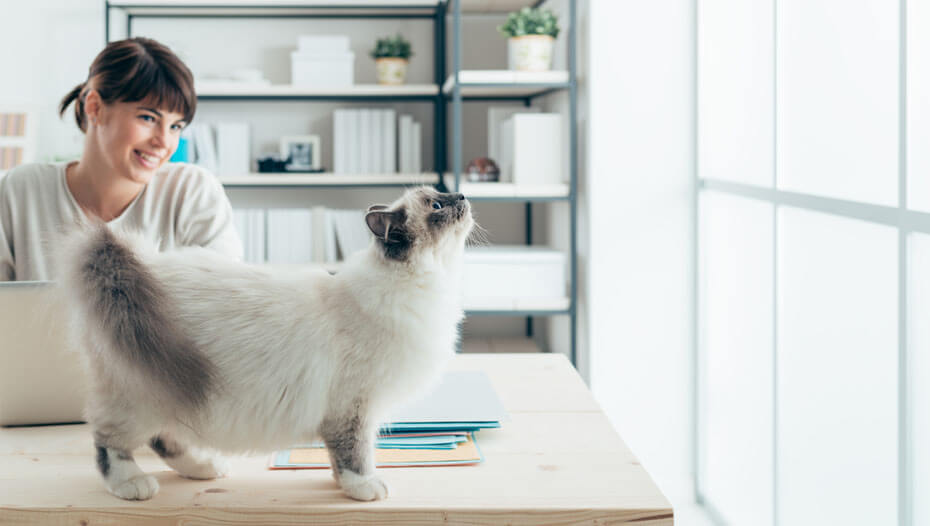 Mujer con un gato en el escritorio