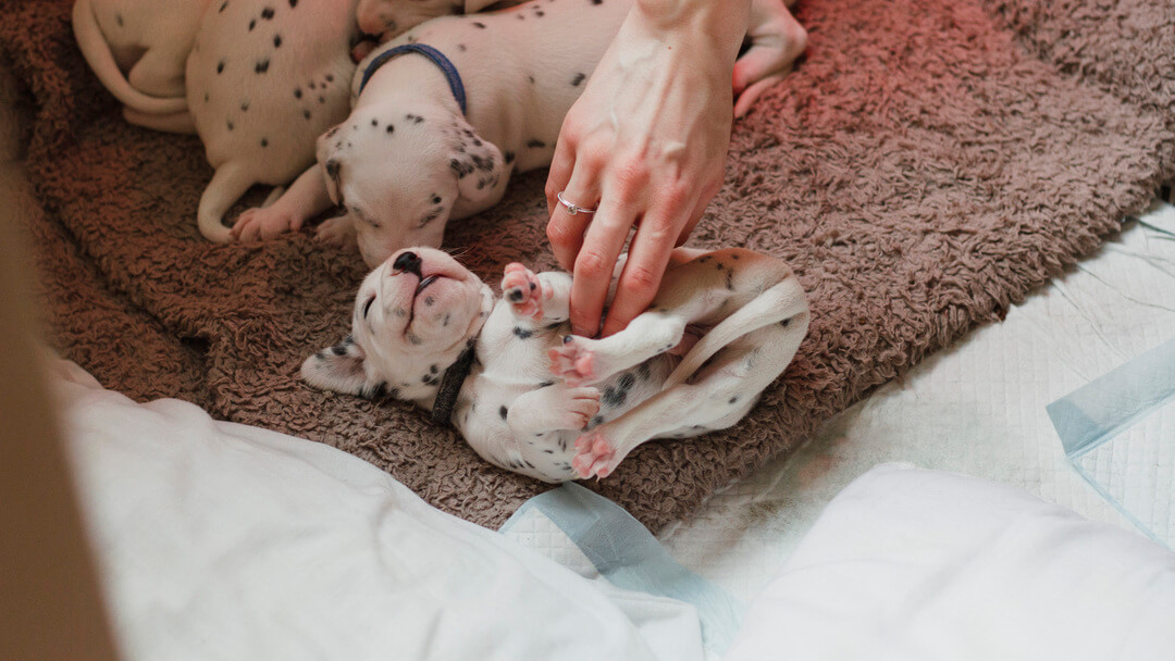 Mujer haciendo cosquillas en el vientre a cachorros Dálmatas