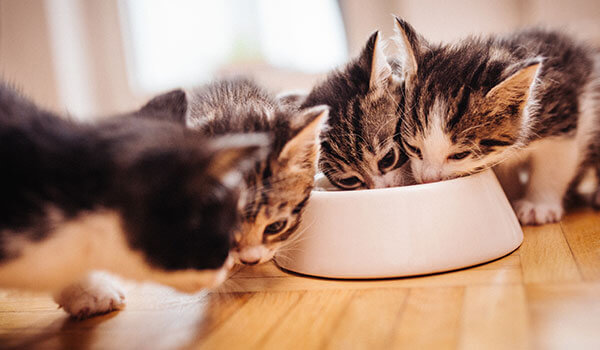 Gatitos comiendo en el mismo bol
