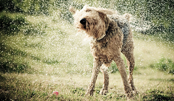 Perro sacudiéndose el agua