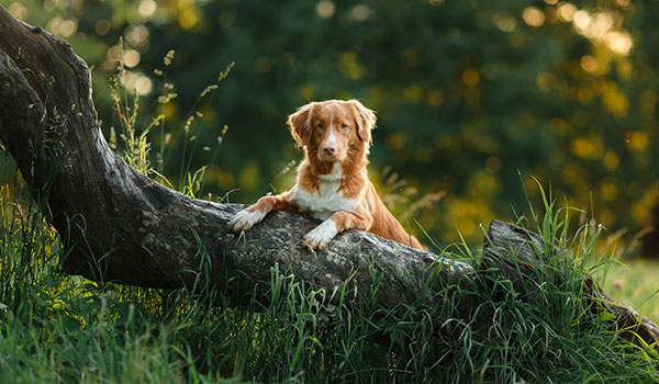 Perro en un árbol