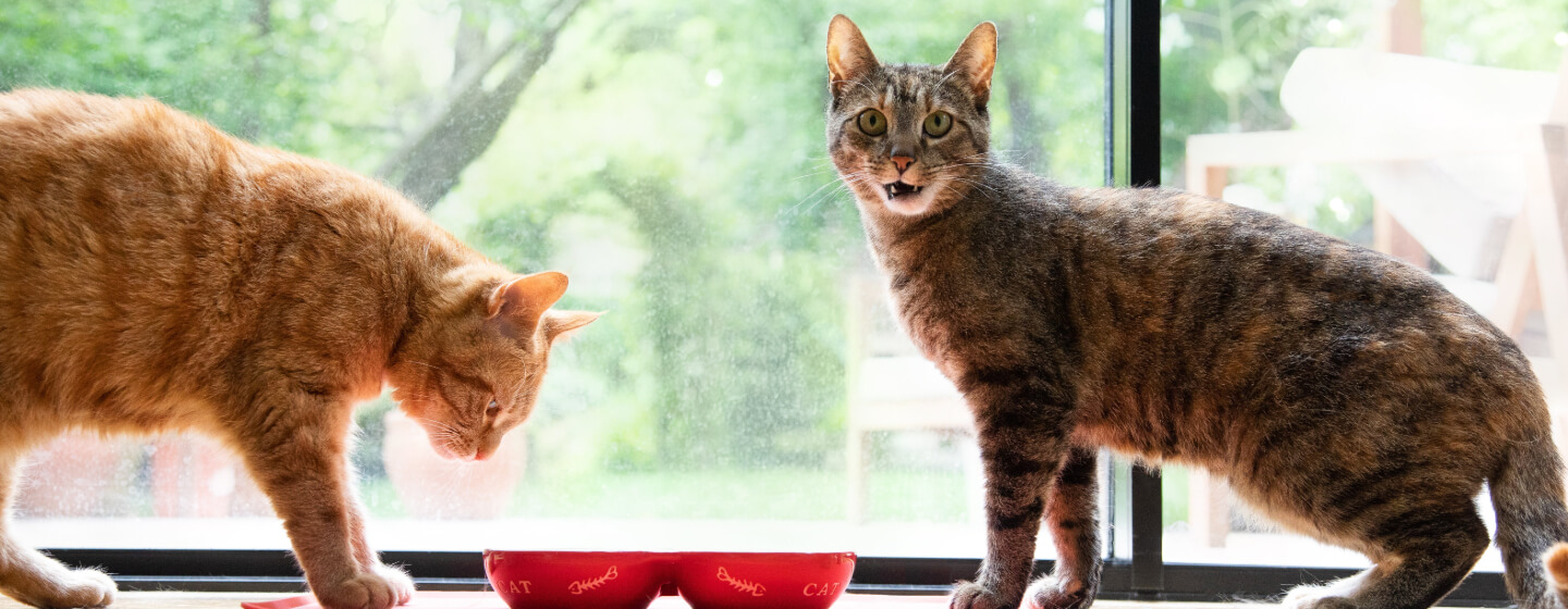 Gatos comiendo de unos cuencos