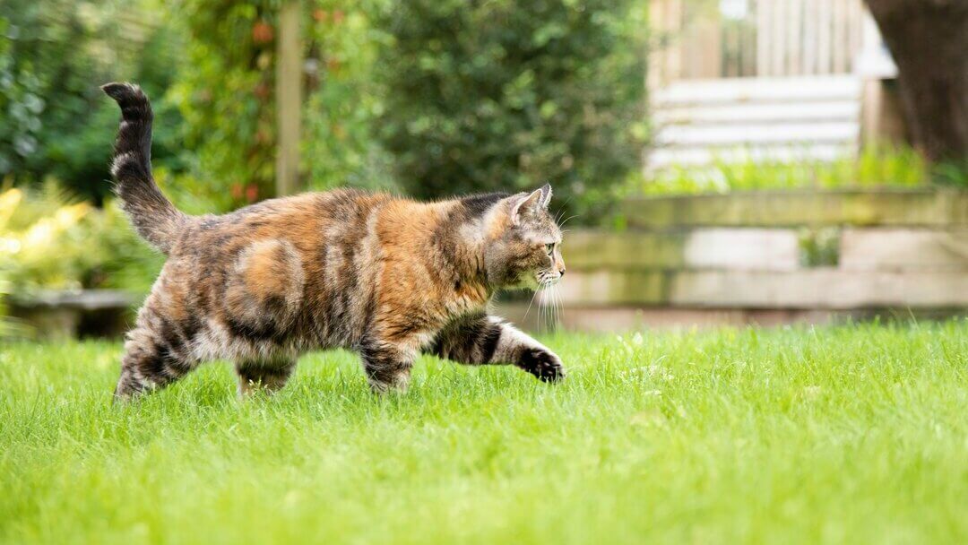 Gato pardo oscuro caminando por la hierba