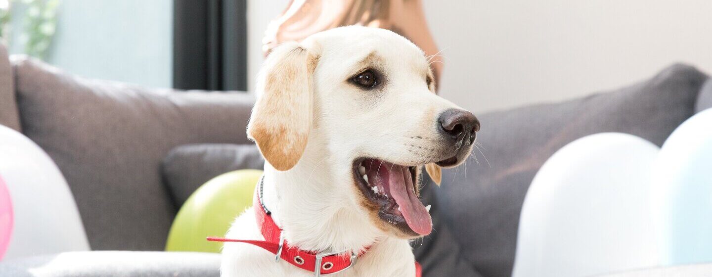 Labrador Golden Retriever con collar rojo y boca abierta