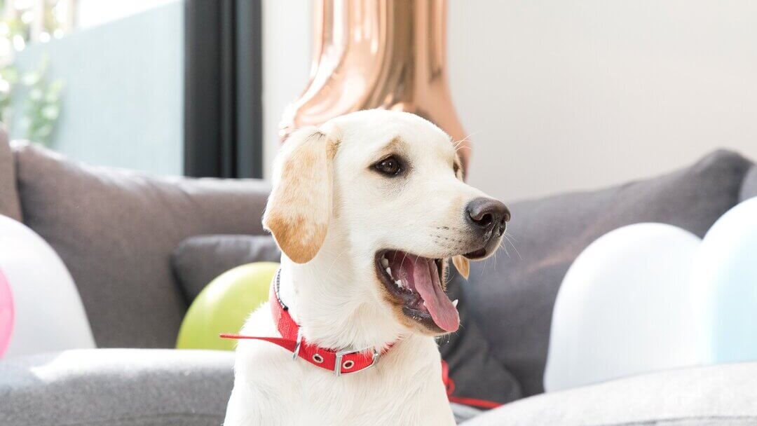 Labrador Golden Retriever con collar rojo y boca abierta