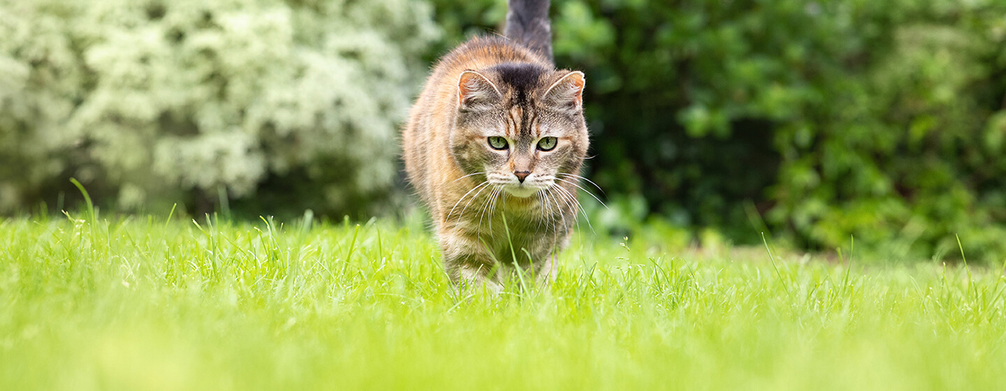 Gato caminando por la hierba