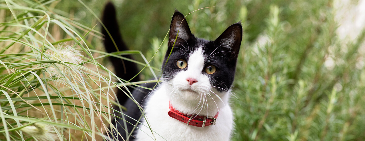 Gato blanco y negro con collar rojo caminando a través de la hierba