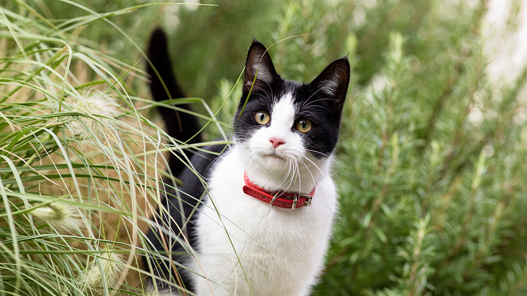 Gato blanco y negro con collar rojo caminando a través de la hierba