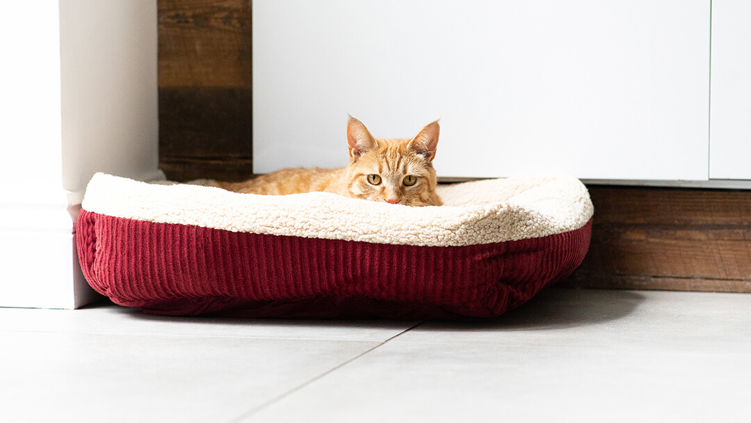 Gato tumbado en la cama